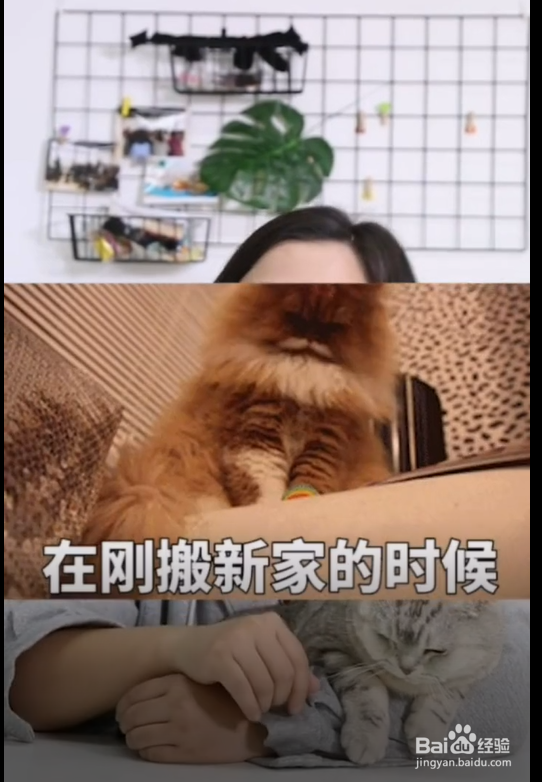 猫咪在什么情况下不能洗澡?