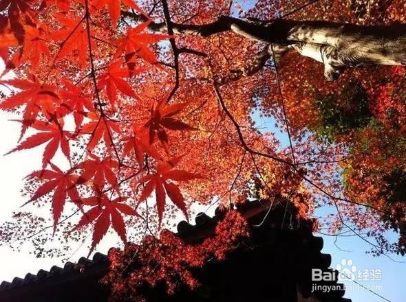 新西兰自由行全攻略