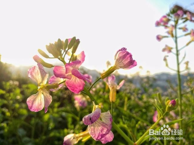 虚化与黑白，手机摄影技巧解读