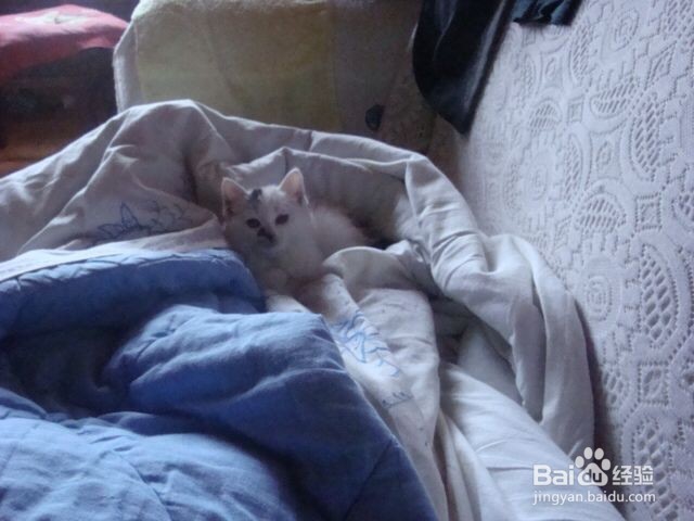 小猫掉毛怎么办