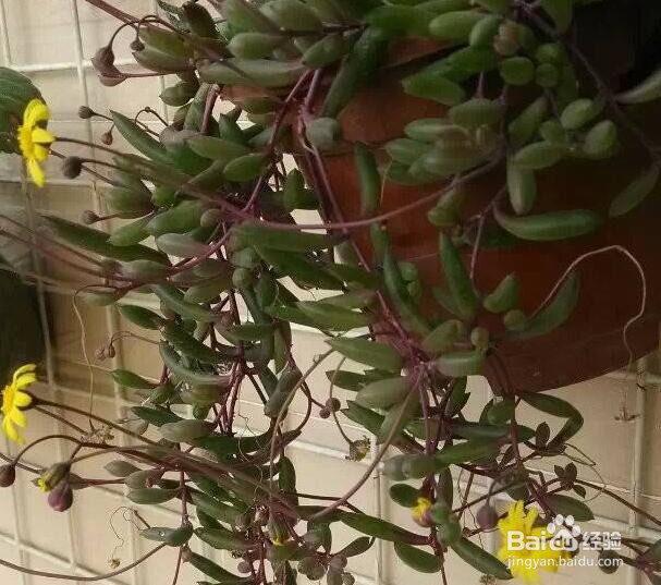 多肉紫玄月的爆盆方法