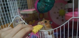 饲养仓鼠需要准备什么东西