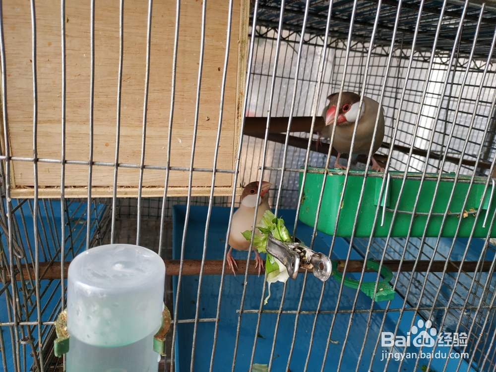 过年期间不在家,宠物鸟怎么办?