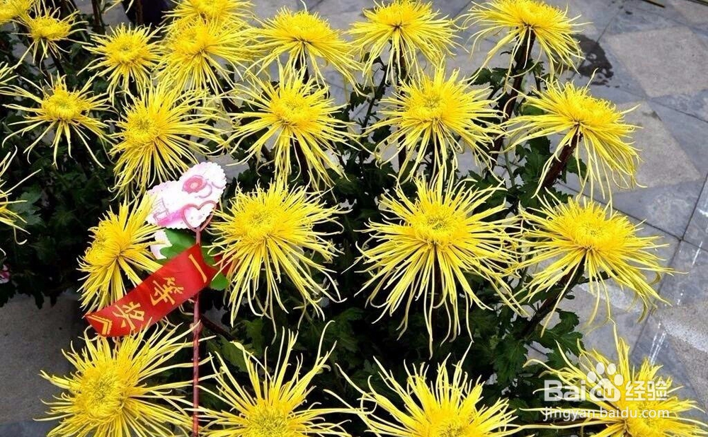 菊花优质品是什么特征?