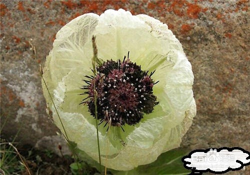 如何改善阳虚体质?