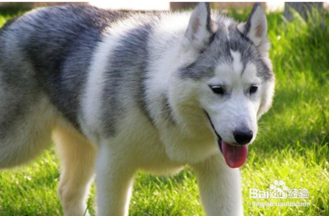 哈士奇训练教程