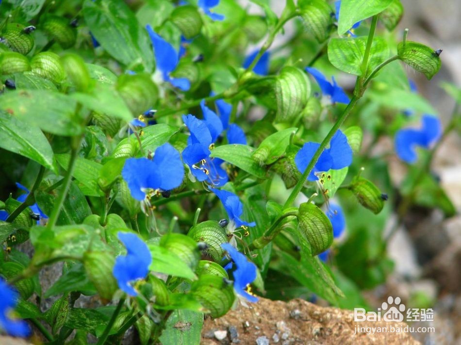 有哪些厉害的去甲醛植物呢???