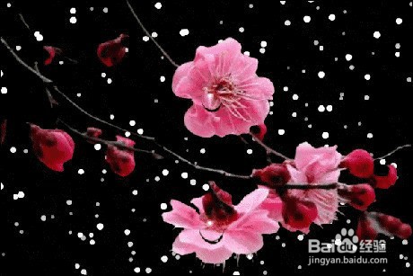 腊梅剪下来的枝条怎么能插活