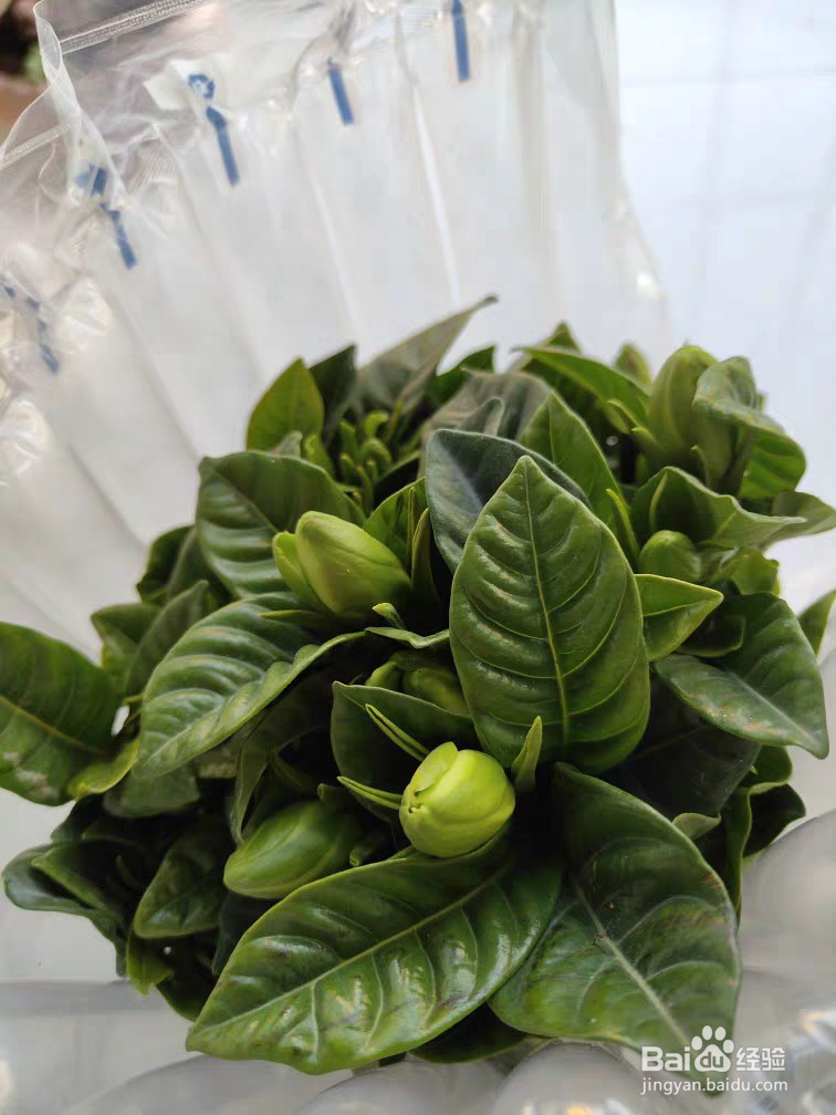 栀子花这样养花儿多