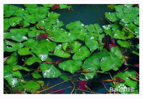 水生植物有哪些 百度经验