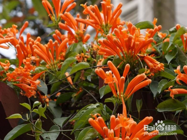 如何养殖炮仗花呢?