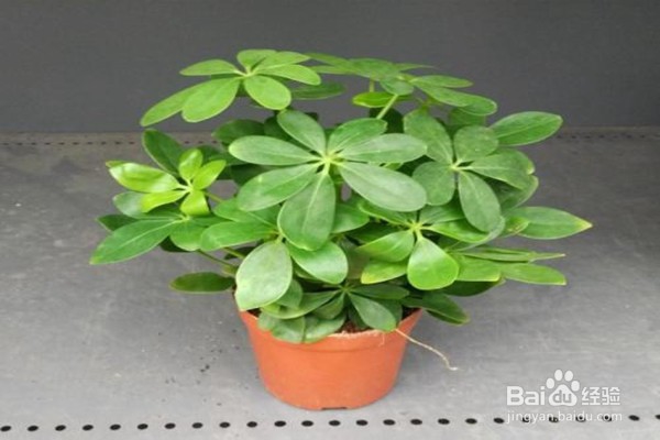 戒掉5个不良习惯,养花该如何规避风险?