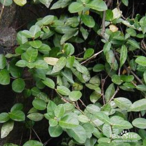 络石扦插生根最快方法