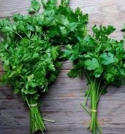 哪些植物可以提取精油