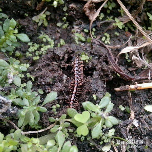 花土里有蜈蚣一样的东西怎么办