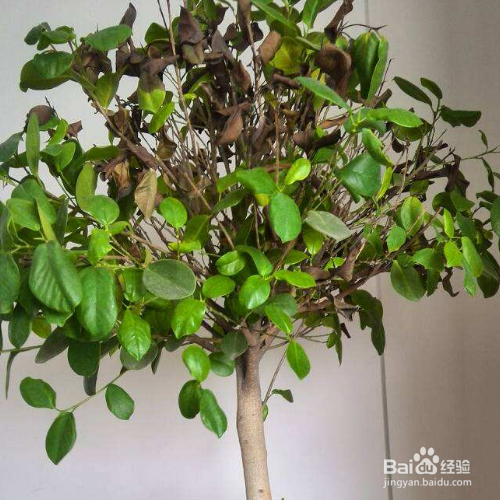 怎样挽救已经快要枯死的盆栽？