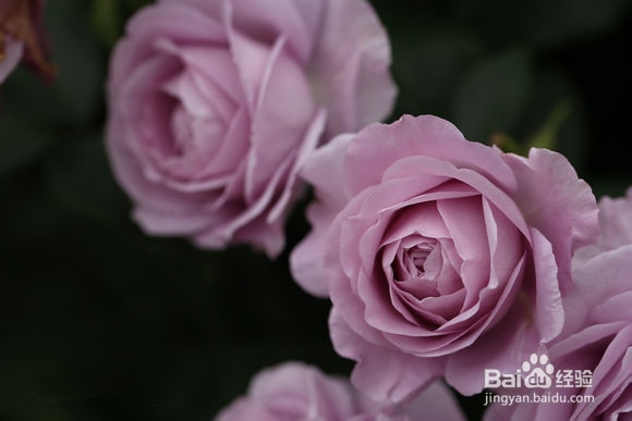 欧月僵苗如何处理