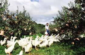 玉米地如何结合养殖