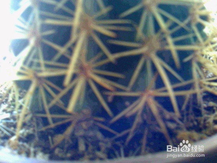 家养的盆栽仙人球怎样养护