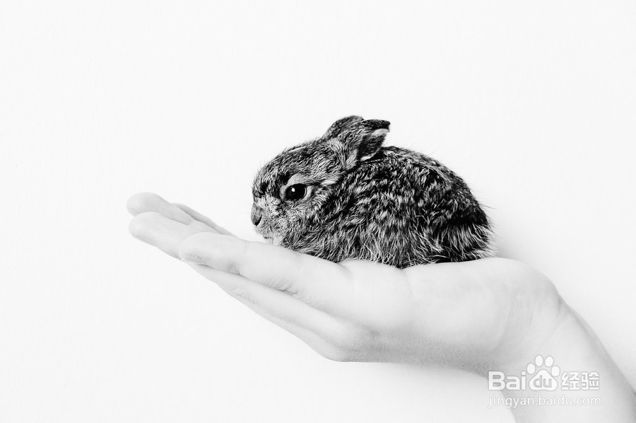 养活兔兔的条例之