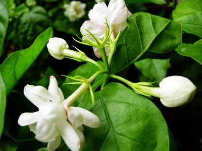 【防蚊虫】教你驱赶蚂蚁、蚊子、蟑螂的妙法