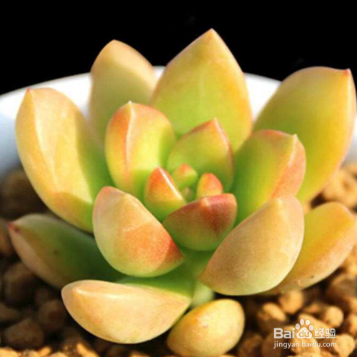 黄丽烂根原因及解决方法