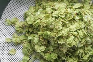 怎么做美味的榆钱饭