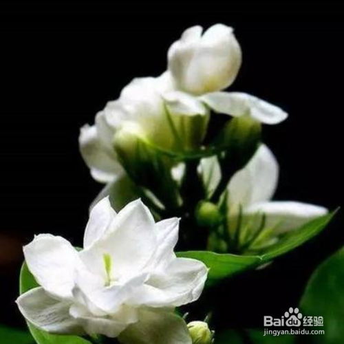 秋天茉莉的养殖方法和注意事项