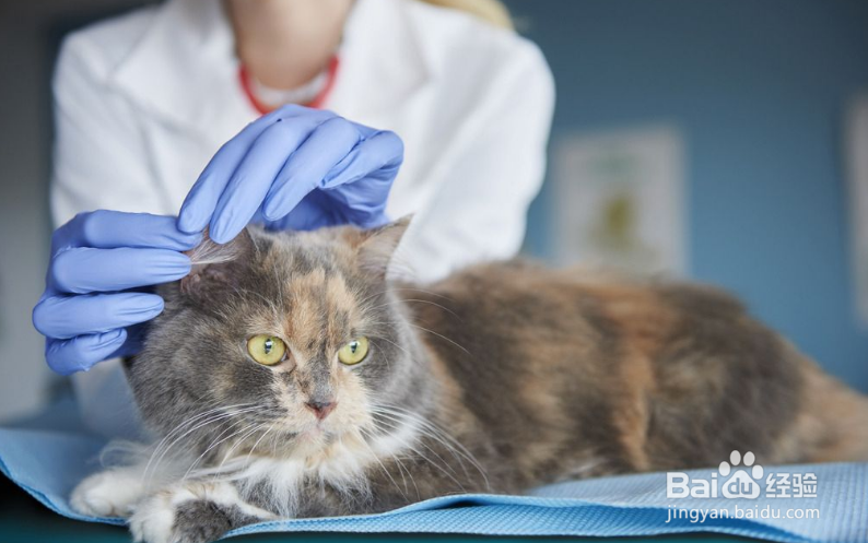 猫咪发烧如何在家护理