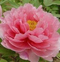 牡丹冬天养殖方法