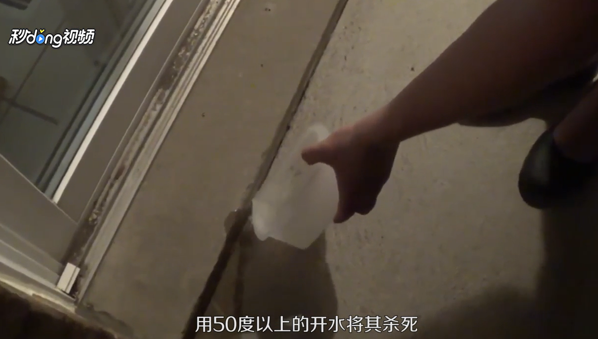 家里有小红蚂蚁怎么办？