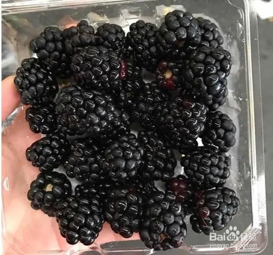 黑莓树莓果汁