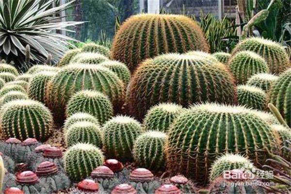 种植仙人球的方法及注意事项