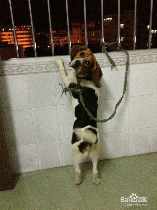 30分钟获取陌生狗狗的礼貌和信任