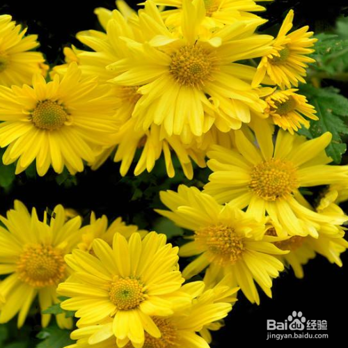 菊花叶子黄斑铁锈是怎么回事