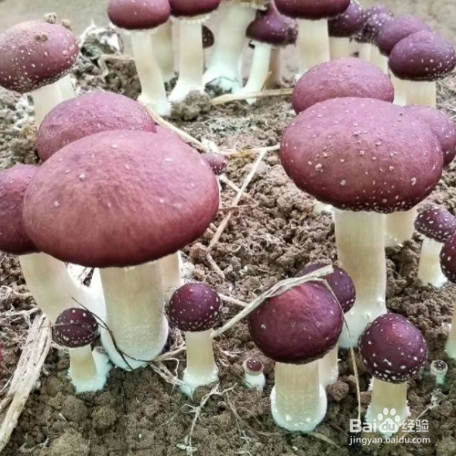 大球盖菇栽培技术