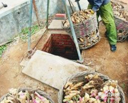 生姜的保存方法