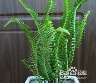 养蜈蚣草要注意什么