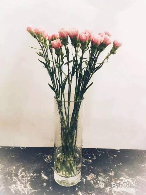 康乃馨的瓶插养护方法