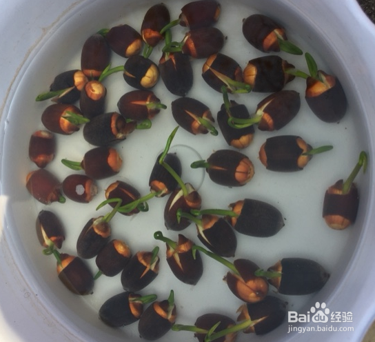 无土水培碗莲发芽后怎么养