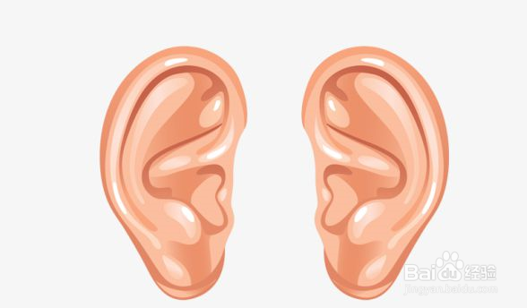 如何描写耳朵的外形