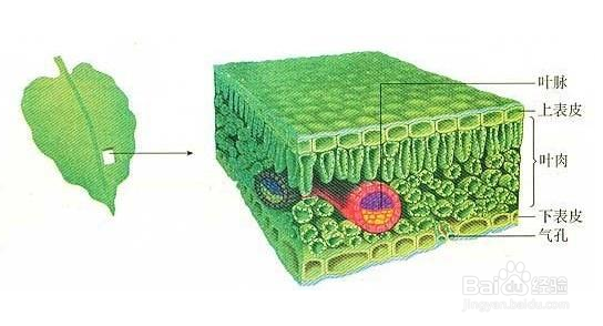 树叶的细胞结构图图片