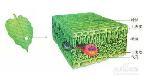 吸收功能 叶片表皮细胞也可以吸收附在叶片上的物质,根据叶的吸收
