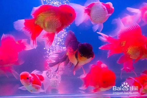 养鱼的条数注意事项