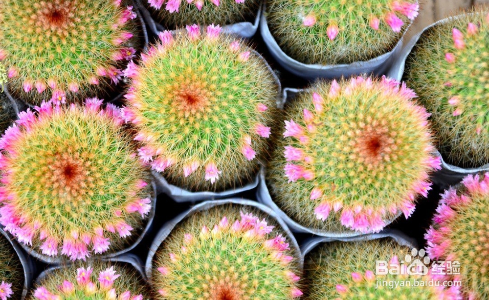 仙人掌与仙人球