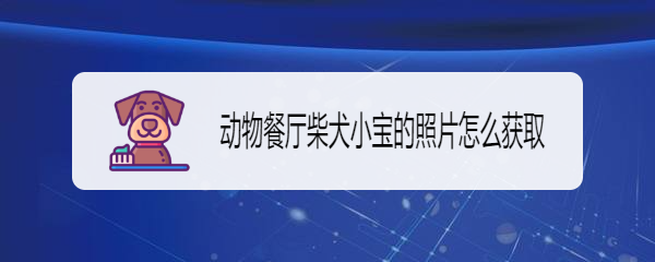 动物餐厅柴犬小宝的照片怎么获取