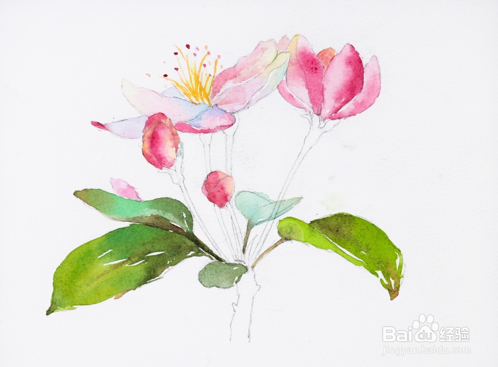 水彩花卉教程 | 跟又画一起画一幅海棠花吧