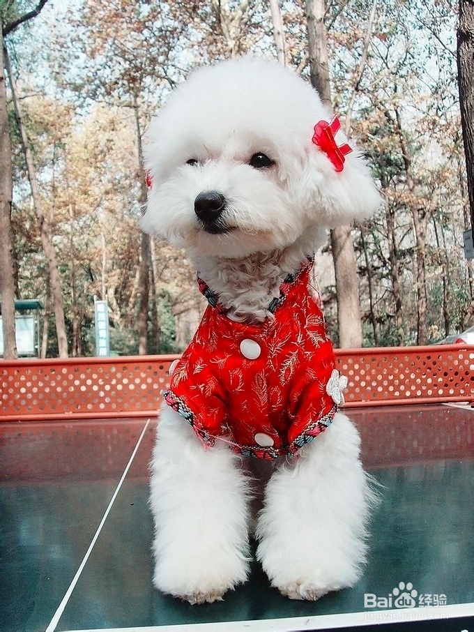 泰迪熊犬怎样美容