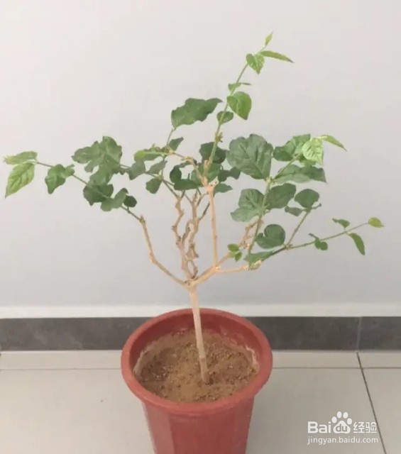 茉莉花养护技巧，叶子茂盛开花多，芳香四溢