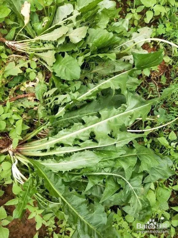 “长寿菜”别出门挖了，阳台种一点，够吃大半年